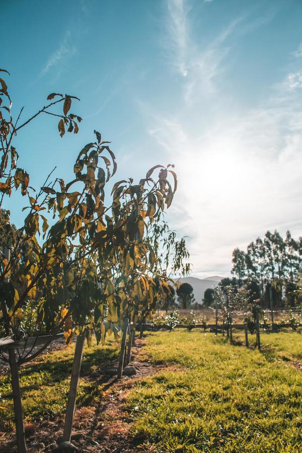 Woodside Orchard Hotel Greytown Buitenkant foto